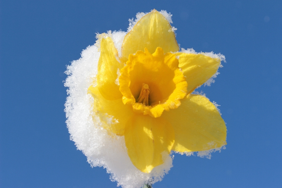 自然 花 雪 寒い