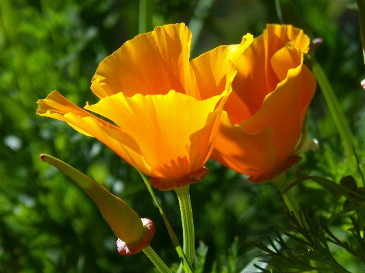 Anlage blume blütenblatt tulpe Foto