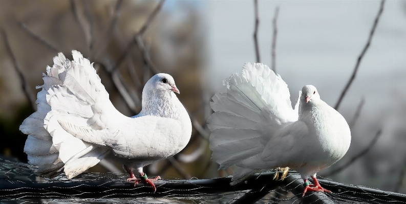 Foto Burung sayap putih laut
