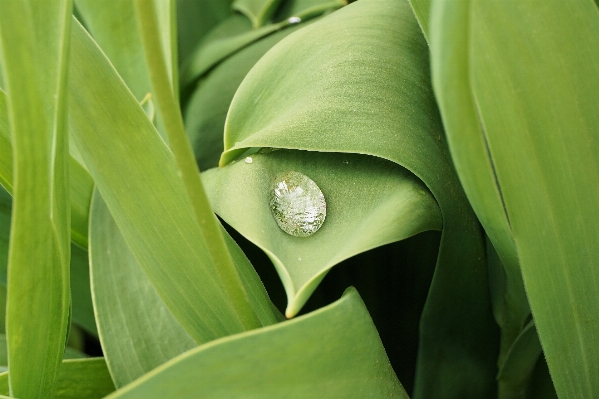 Water nature grass dew Photo