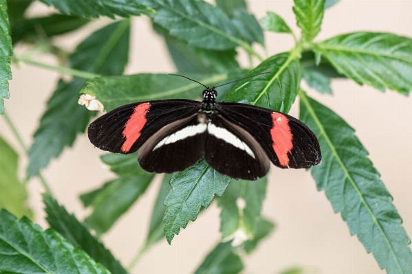 Nature forest wing plant Photo