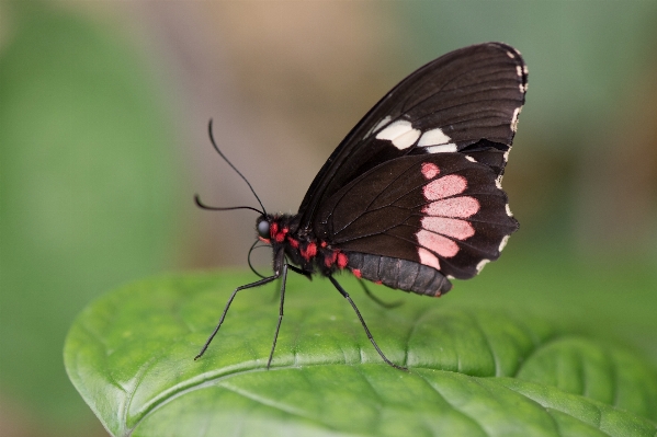 Nature forest wing plant Photo