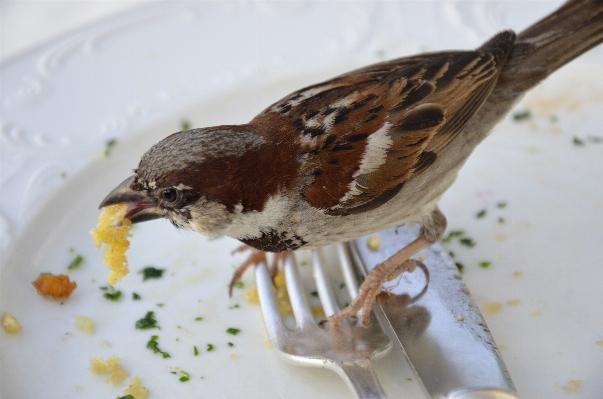 Foto Garpu alat makan burung manis