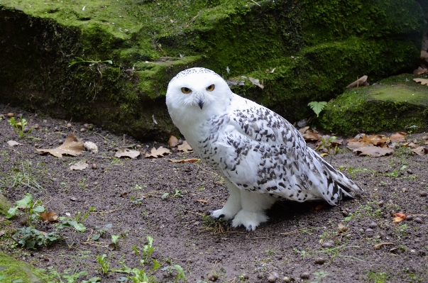 鳥 白 野生動物 動物園 写真