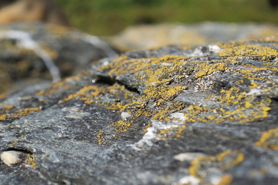 Natura rock foglia calcolo