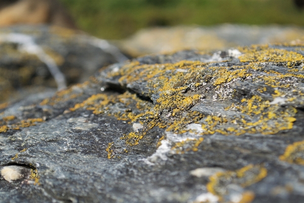 自然 rock 葉 結石 写真