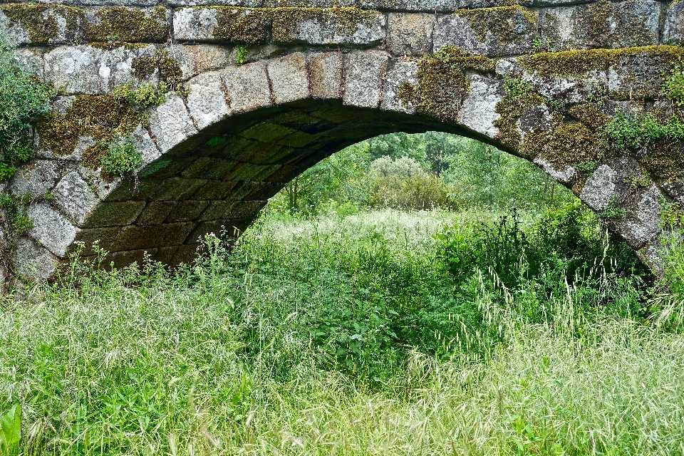 Paesaggio natura erba ponte