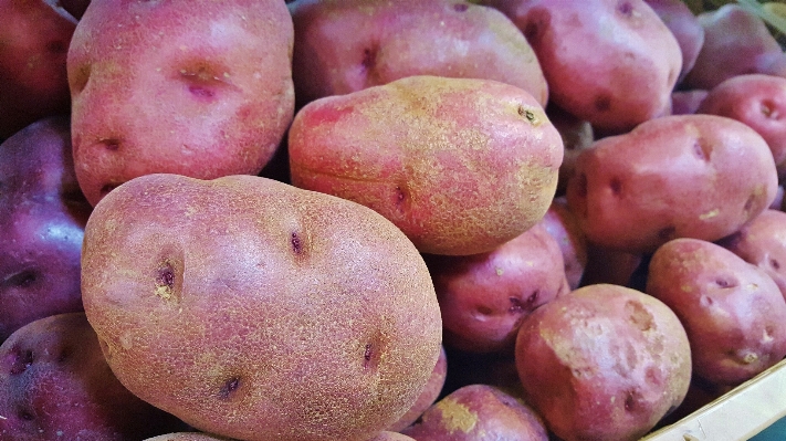 Plant fruit food harvest Photo