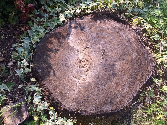 Tree wood time trunk Photo