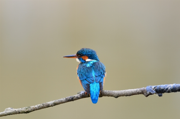 Nature branch bird wing Photo