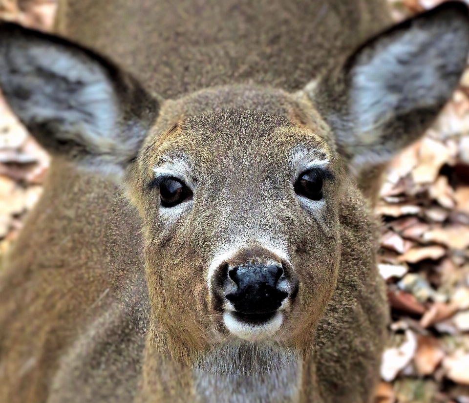 Natur wald tier tierwelt