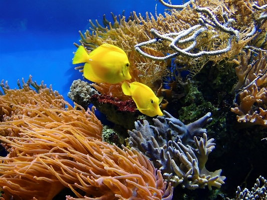 Foto água embaixo da agua biologia peixe