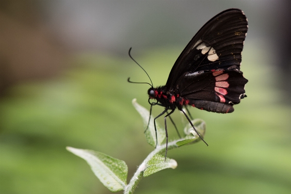 Nature forest wing plant Photo