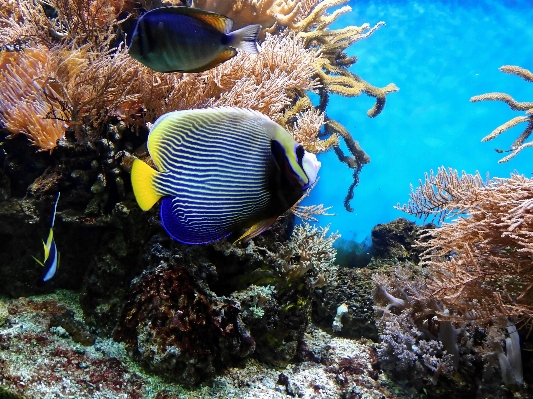 Foto água embaixo da agua biologia peixe