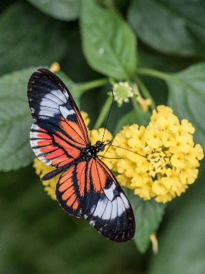 Foto Natureza floresta plantar folha