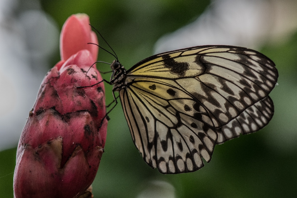 Nature forest wing plant