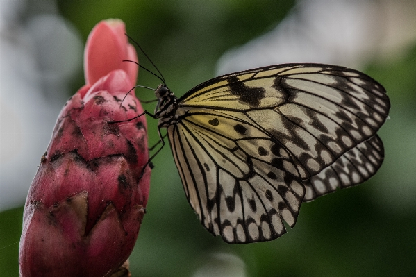 Nature forest wing plant Photo