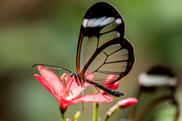 Nature forest plant photography Photo