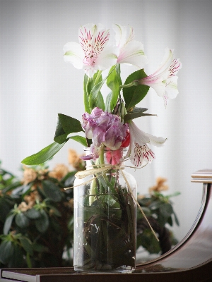 Nature blossom bokeh blur Photo