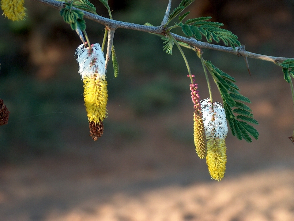 árvore natureza areia filial