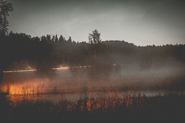 Foto Pohon alam hutan awan