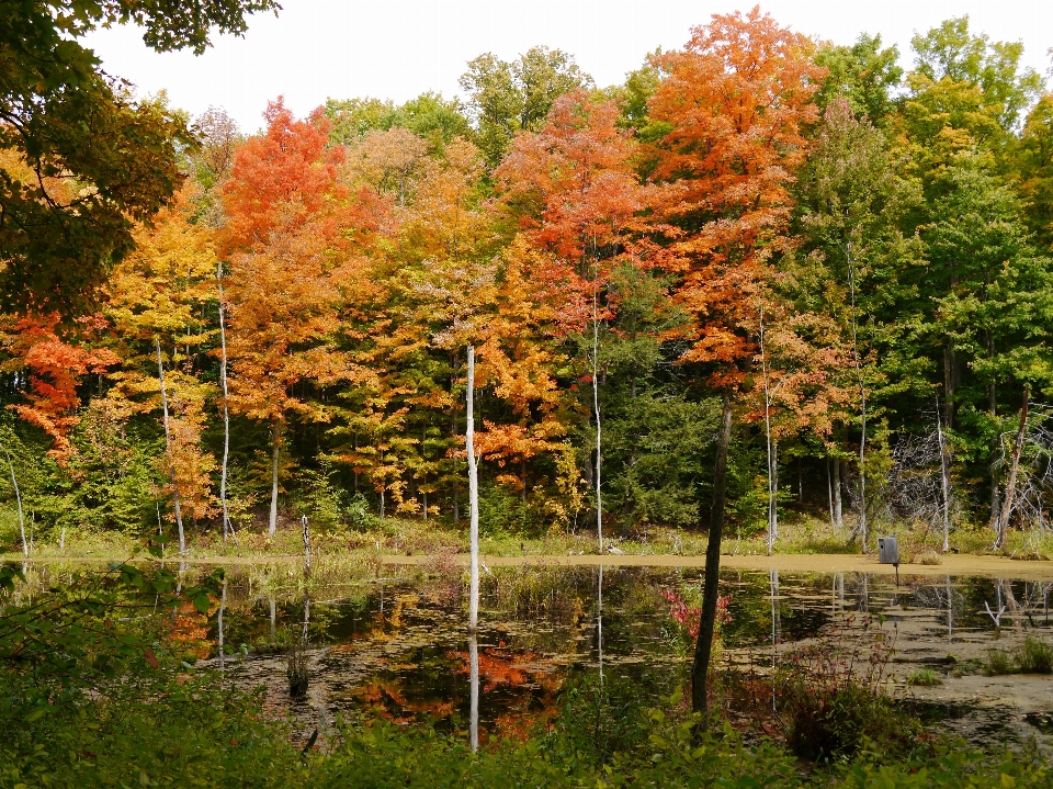 Landschaft baum natur wald