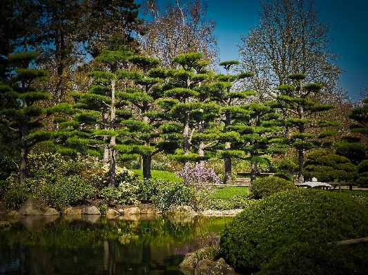 Landscape tree nature forest Photo