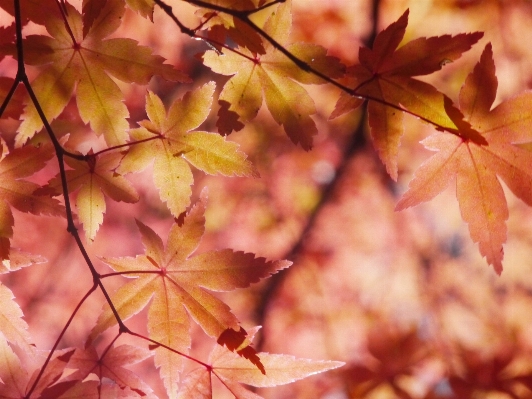 Tree branch light plant Photo