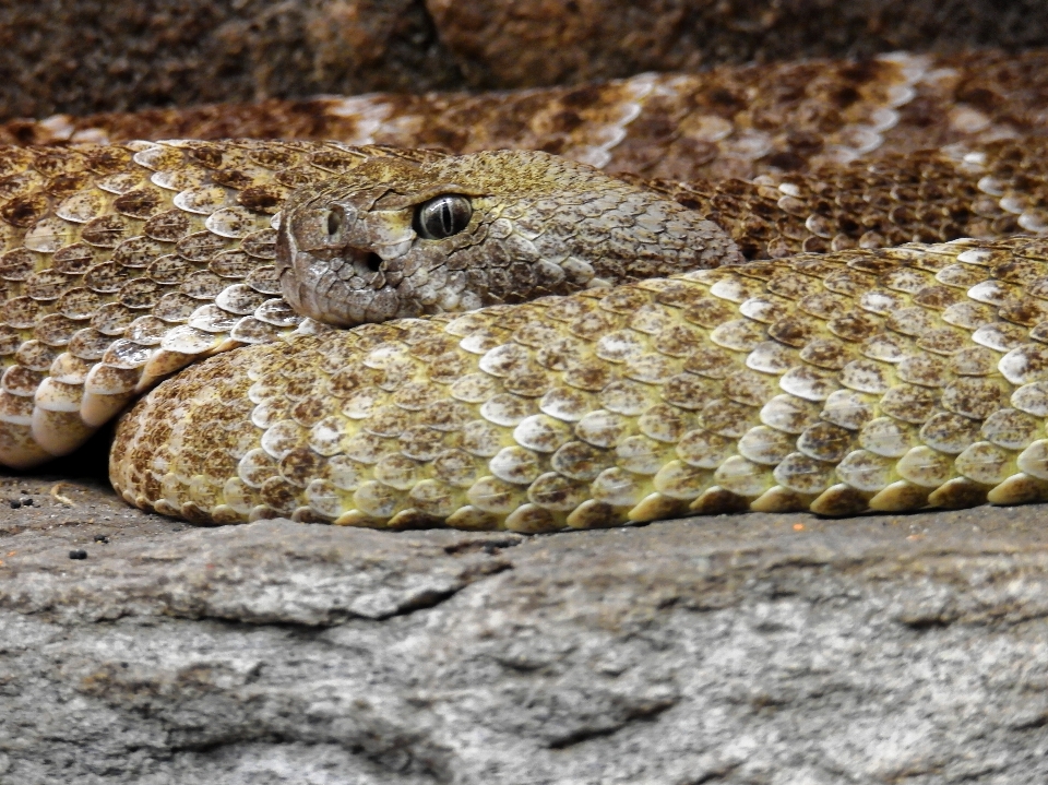 Animais selvagens réptil escala fauna