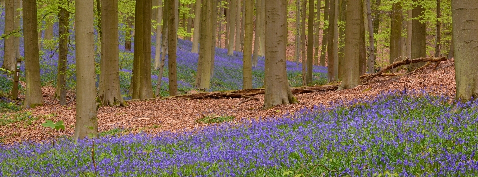 Paisagem árvore natureza floresta