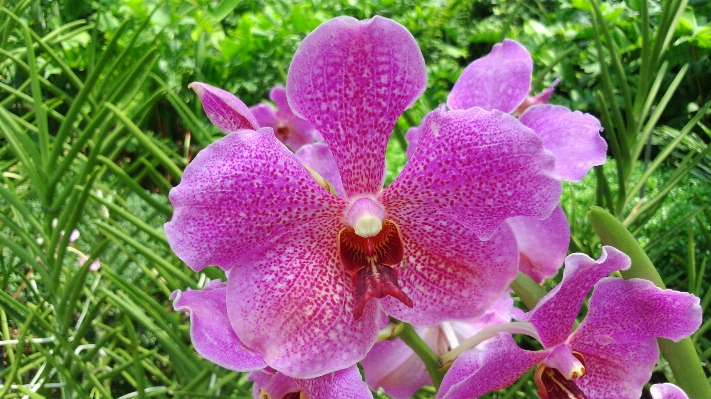 自然 花 植物 写真撮影 写真