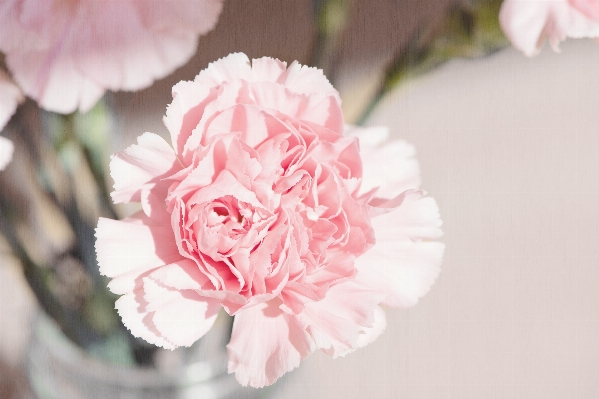 Blossom plant flower petal Photo