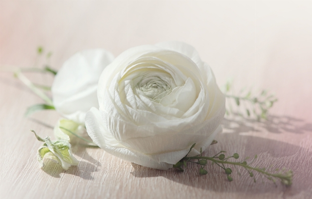 Blossom plant white sunlight Photo