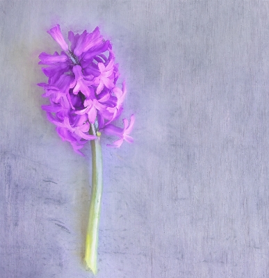 Plant flower purple petal Photo