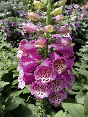 Blossom plant flower purple Photo