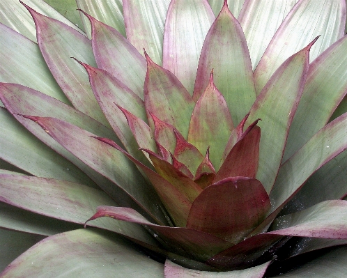 Plant leaf flower petal Photo