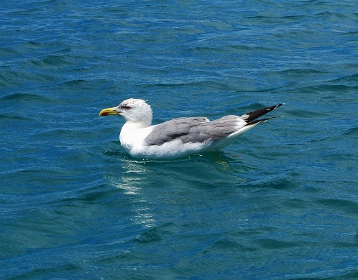 Foto Mare acqua natura oceano