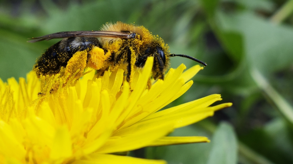 Anlage blume honig pollen