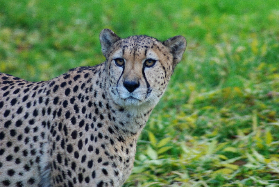 Nature animal faune sauvage