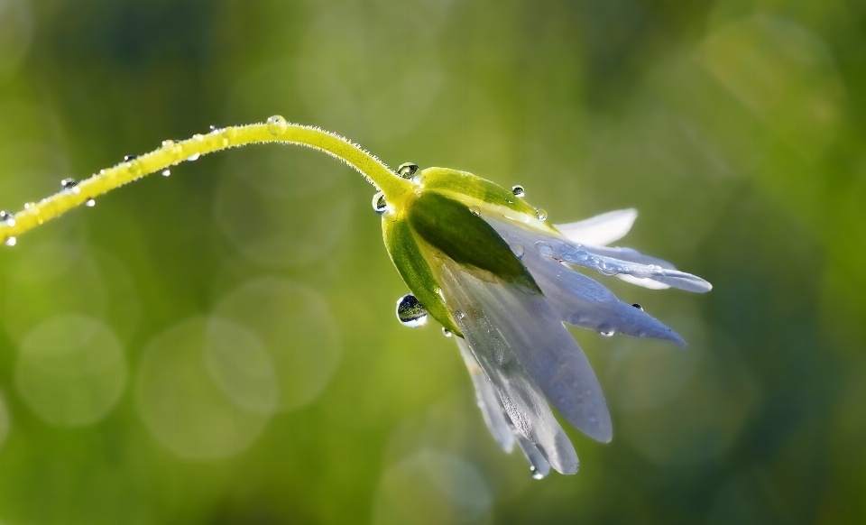 Nature grass blossom dew