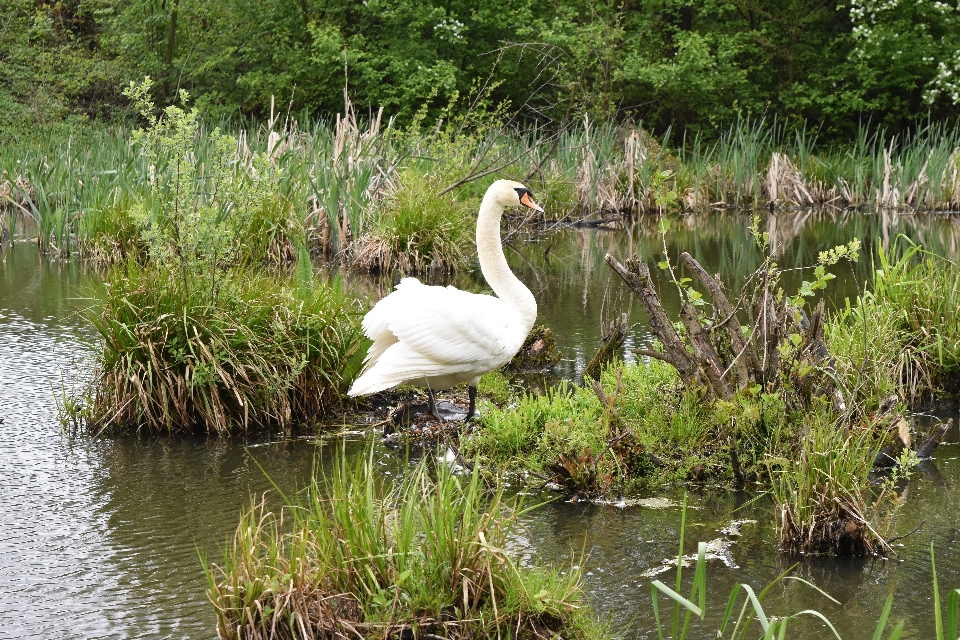 Natur sumpf vogel teich