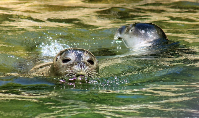 Foto Acqua animali selvatici nuotare zoo