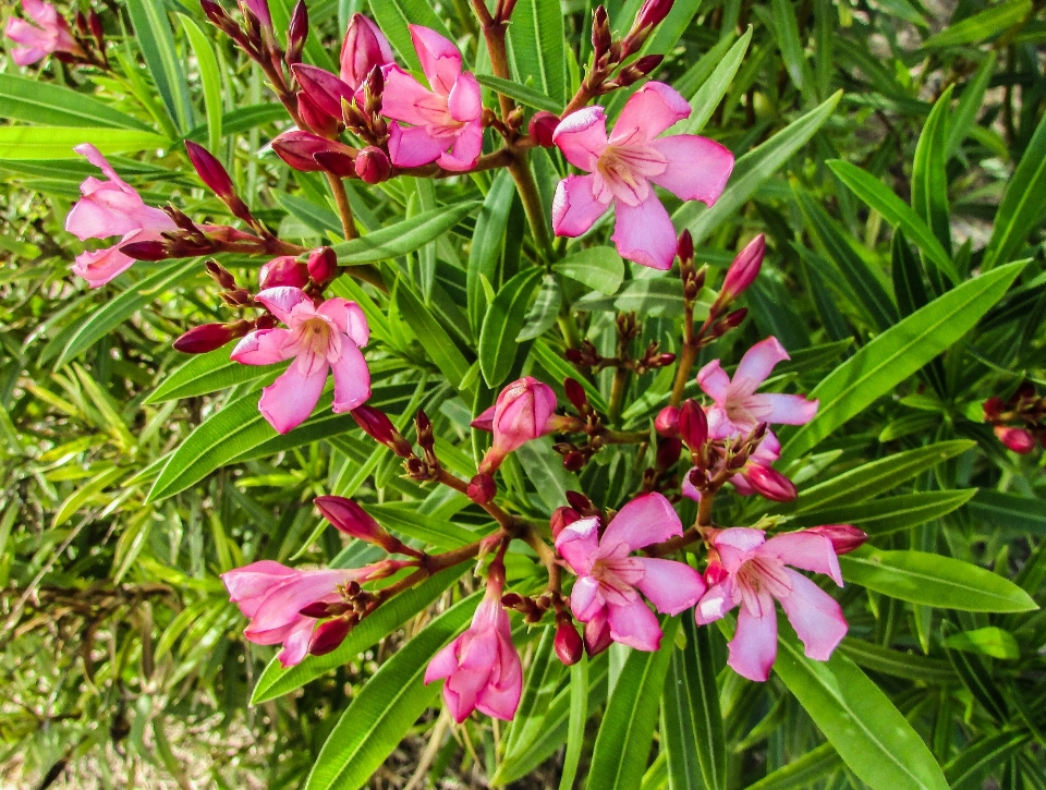 Fleurir usine fleur printemps