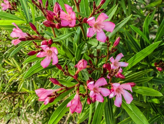 Blossom plant flower spring Photo