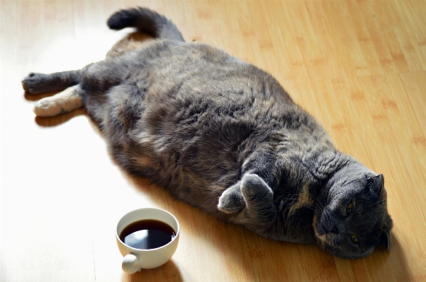 Foto Caffè legna bianco pavimento