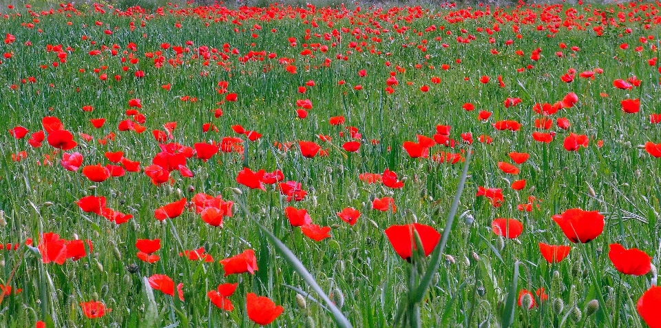 Natura zakład pole łąka
