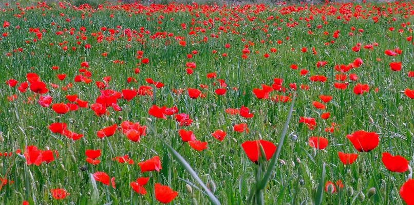 Nature plant field meadow Photo