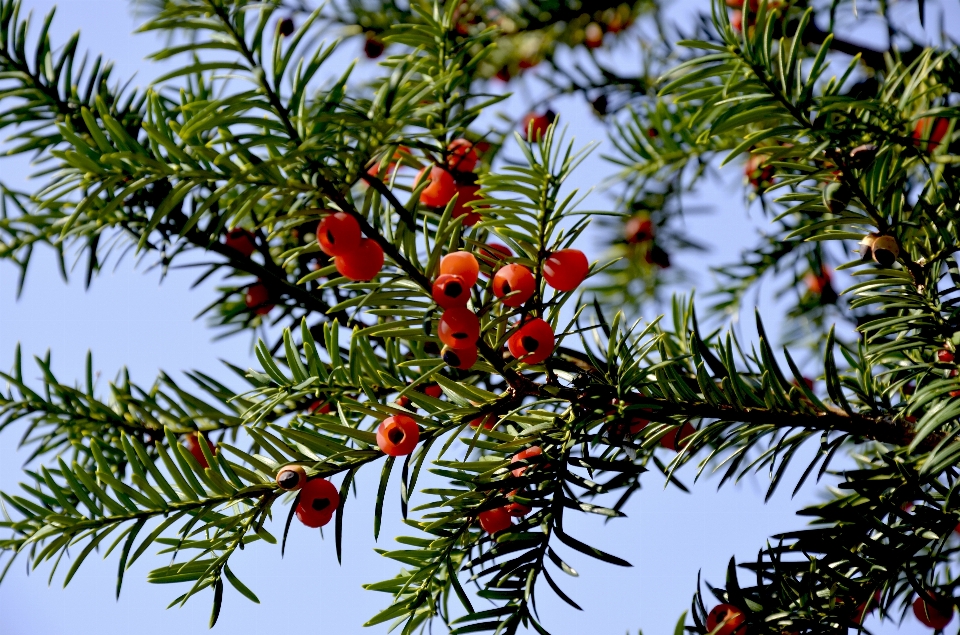 Albero natura ramo pianta