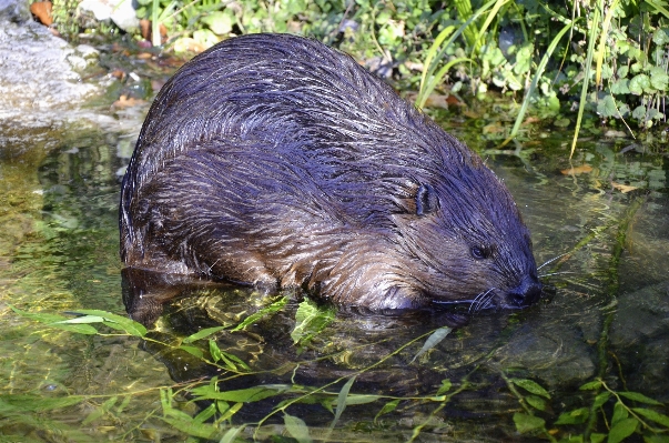 Foto Acqua animali selvatici mammifero roditore