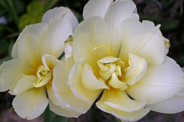 Nature blossom open plant Photo